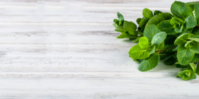 Peppermint Essential Oil Uses and Benefits