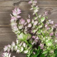 Clary Sage Feature