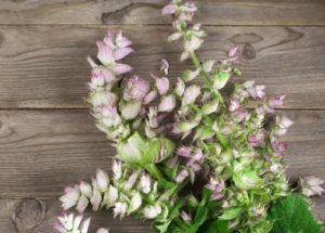 Clary Sage Essential Oil Uses & Benefits
