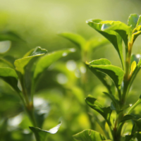 Tea-Tree-Essential-Oil-Uses-and-Benefits-f