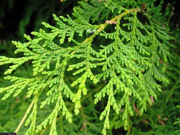 Cedarwood Essential Oil Uses & Benefits - Dr. Mariza Snyder