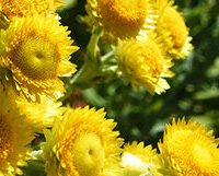 helichrysum-feature