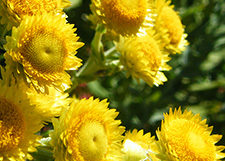 Helichrysum Essential Oil Uses & Benefits