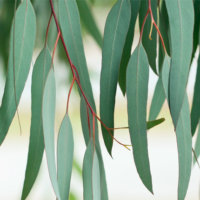 eucalyptus-essential-oil-featured-image