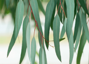 Eucalyptus Essential Oil Uses & Benefits