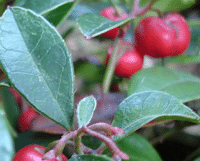 wintergreen-essential-oil1-featured-image
