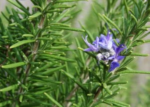 Rosemary Essential Oil Uses & Benefits