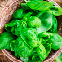 Basil-Essential-Oil-Uses-and-Benefitsh