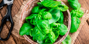 Basil Essential Oil Uses and Benefits