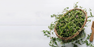 Thyme Essential Oil Uses and Benefits